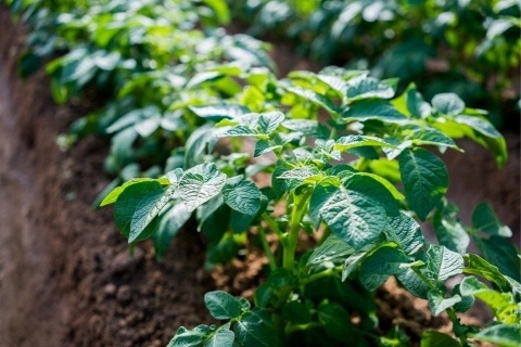 Застерігаємо:  посадки картоплі під загрозою ураження хворобами