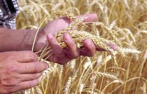 19 червня в Україні щорічно відзначатимуть День фермера