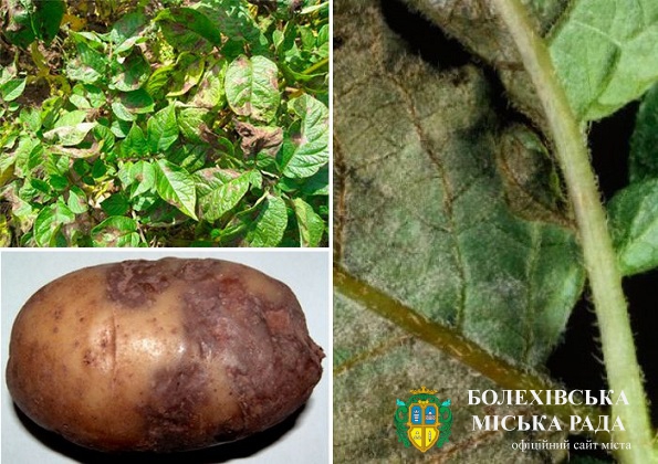 До  уваги землекористувачів:  обробіть посадки картоплі від фітофторозу