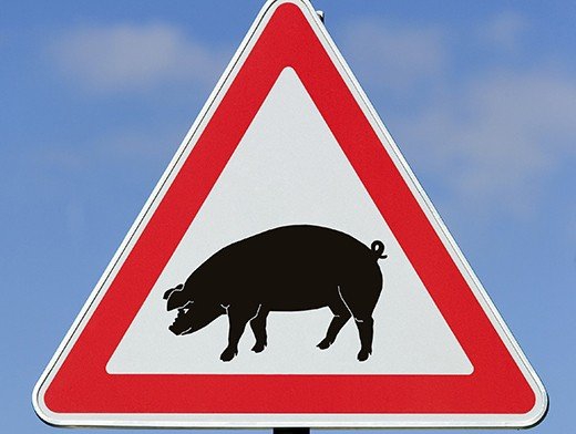 На Рогатинщині працівники Держпродспоживслужби  локалізували спалах африканської чуми свиней