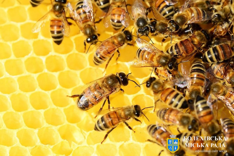 Бджолярі Прикарпаття можуть скористатися державною дотацією