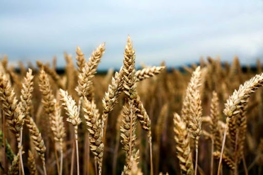 На Снятинщині прийнято районну Програму боротьби із захворюваннями зернових культур