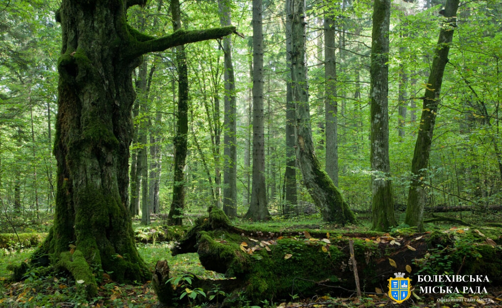 Що робить ліс надзвичайно цінним та живим?