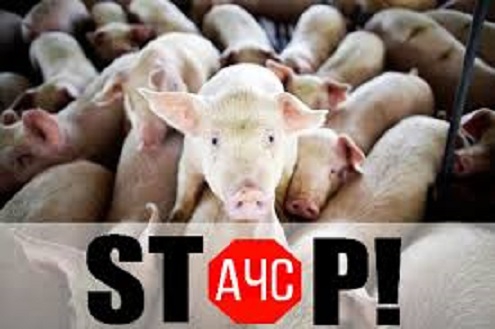 Щодо випадків африканської чуми свиней у Чернівецькій області