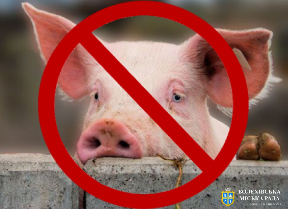 Випадки африканської чуми свиней виявлено в Одеській та Полтавській областях