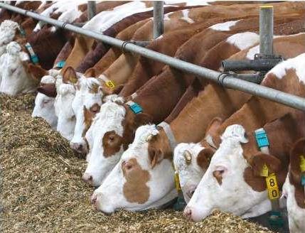 В області дрібні фермерські господарства отримали дотацію за утримання корів