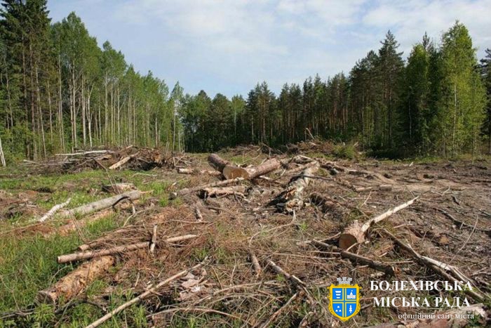В Україні зростуть штрафи за незаконну вирубку дерев у містах