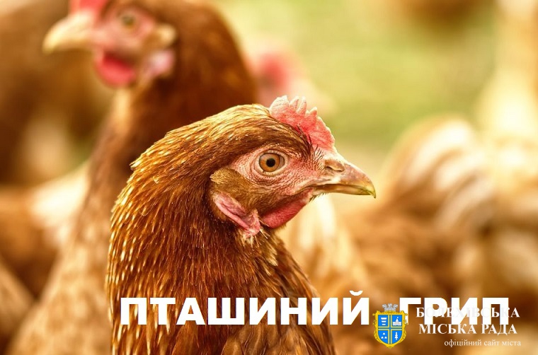 Пташиний грип в Україні загрожує птиці та людям