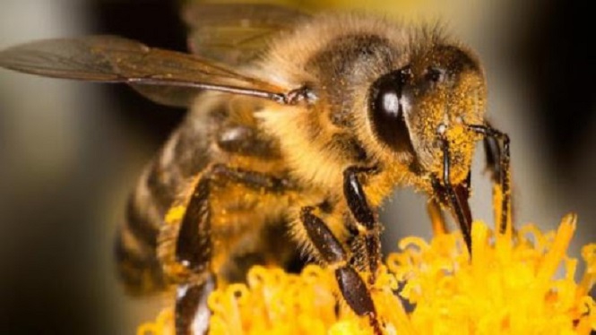 Як діяти пасічнику та аграрію з метою захисту бджіл
