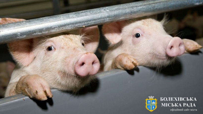 Африканська чума свиней шириться територією Європейського Союзу