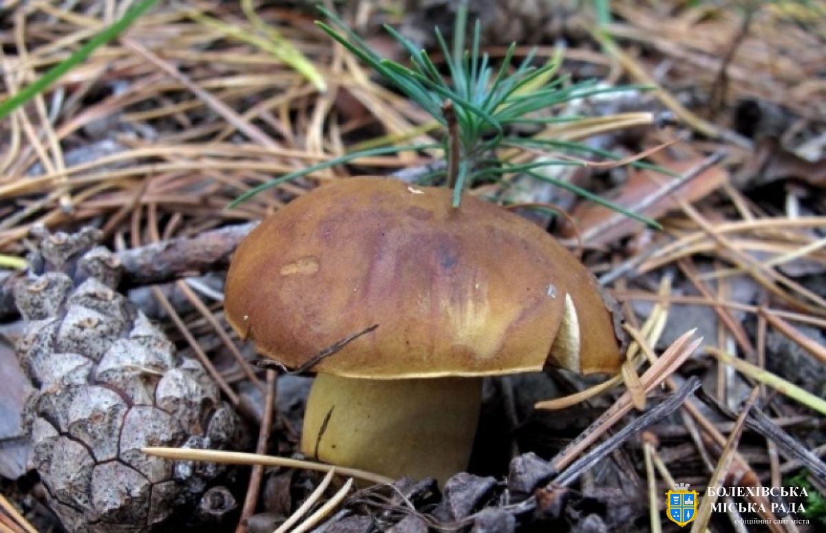 Основні причини та симптоми отруєння грибами