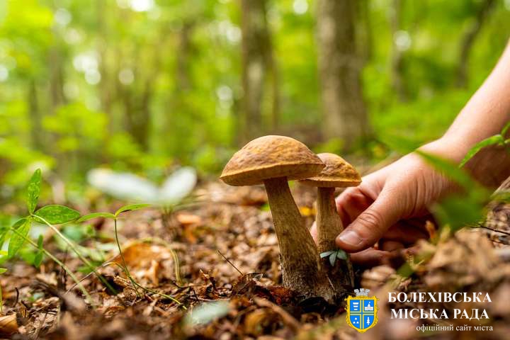 Як вберегтися від отруєнь грибами?