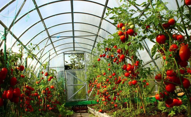 Уряд уточнив механізм надання грантів для садівництва та тепличного господарства