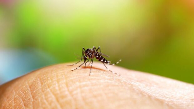 25 квітня - Всесвітній день боротьби з малярією