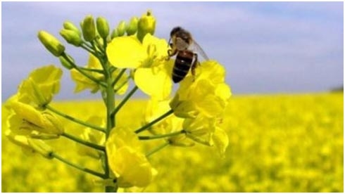 Профілактика отруєння бджіл
