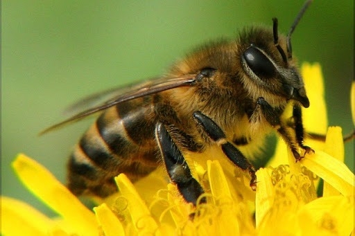 Отруєння бджіл: основні причини та заходи щодо профілактики