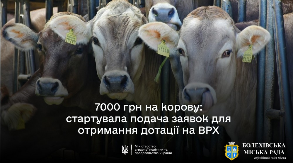 В ДАР стартує добір на спеціальну бюджетну дотацію на утримання поголів’я корів