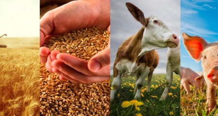 Виробництво сільськогосподарської  продукції в Івано-Франківській області у 2024 році