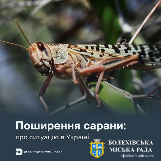 Поширення сарани: про ситуацію в Україні