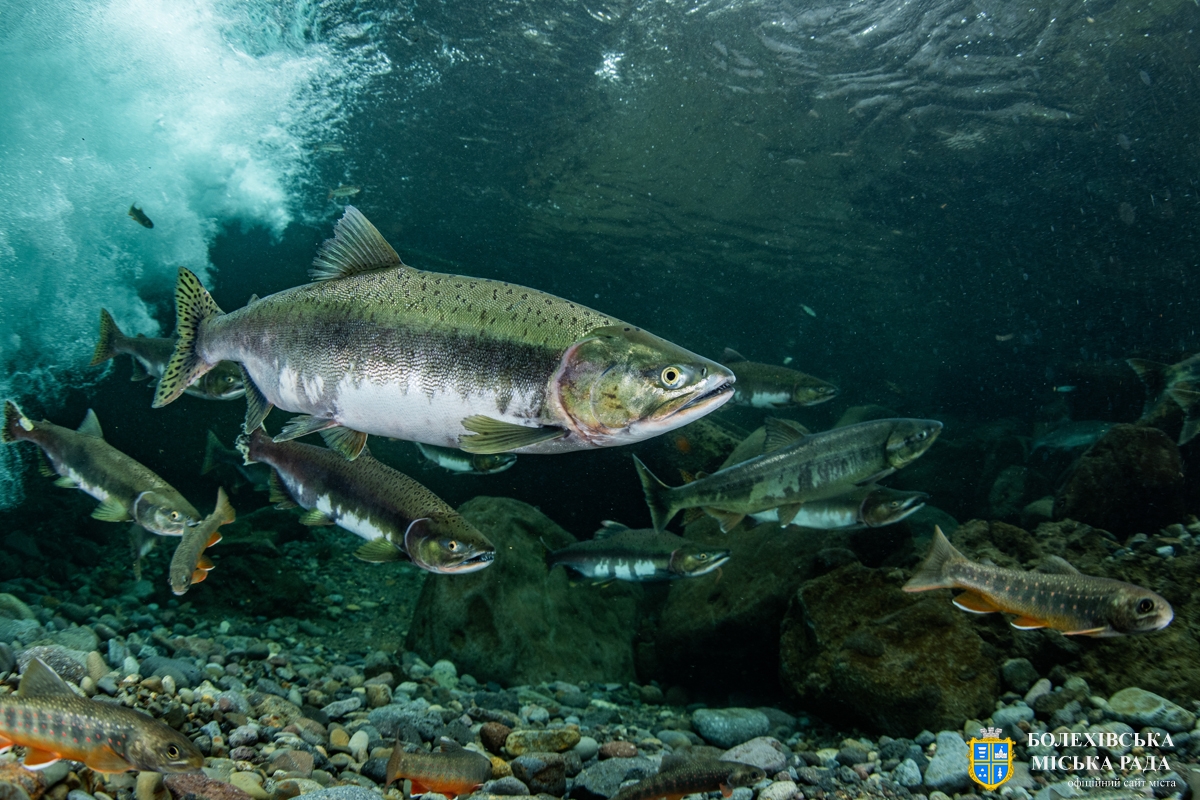 УВАГА! ТРИВАЄ  НЕРЕСТ  ФОРЕЛІ!