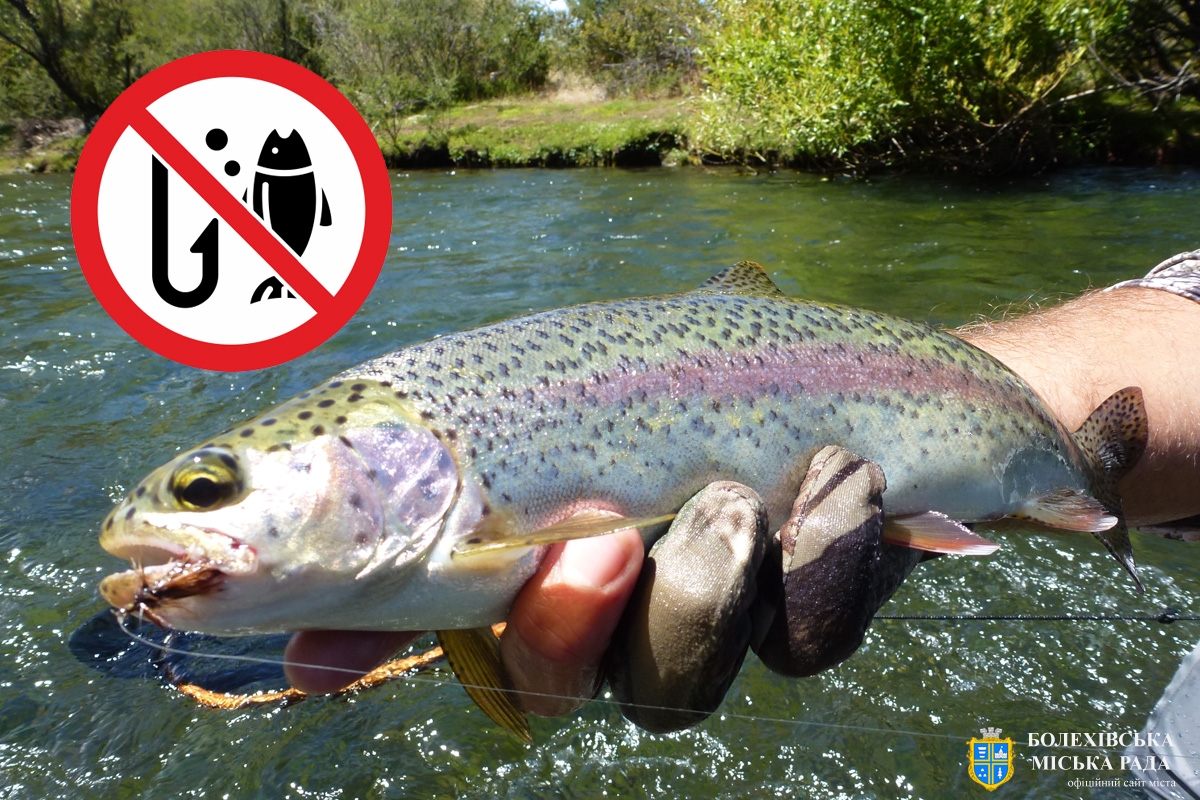 Нагадуємо рибалкам про заборону вилову нерестуючої струмкової форелі