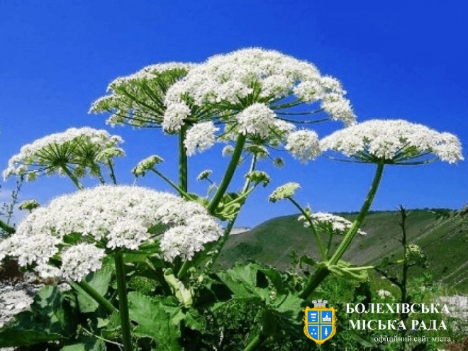 Борщівник Сосновського та методи боротьби з ним