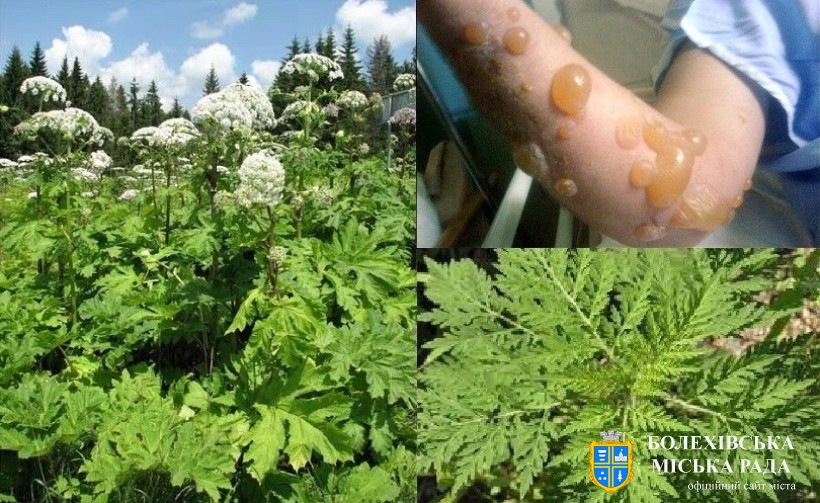 До уваги власників земельних ділянок на яких поширюється небезпечна інвазійна рослина — борщівник Сосновського !